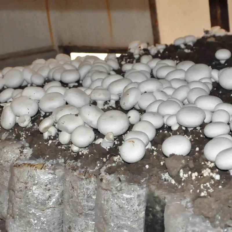 在食用菌菇的栽培上,也逐漸引進了大棚栽培技術 在食用菌菇的栽培上,也逐漸引進了大棚栽培技術