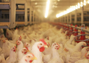 溫濕度傳感器在養殖場孵化器中的應用